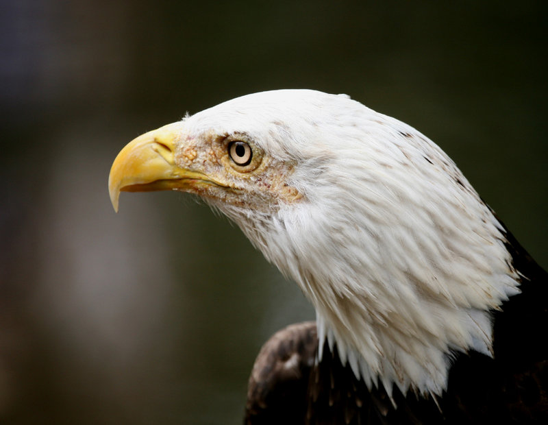 Bald Eagle 1