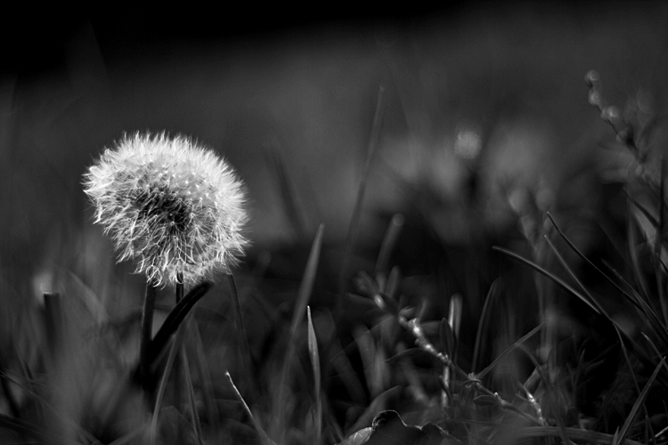 Dandelion
