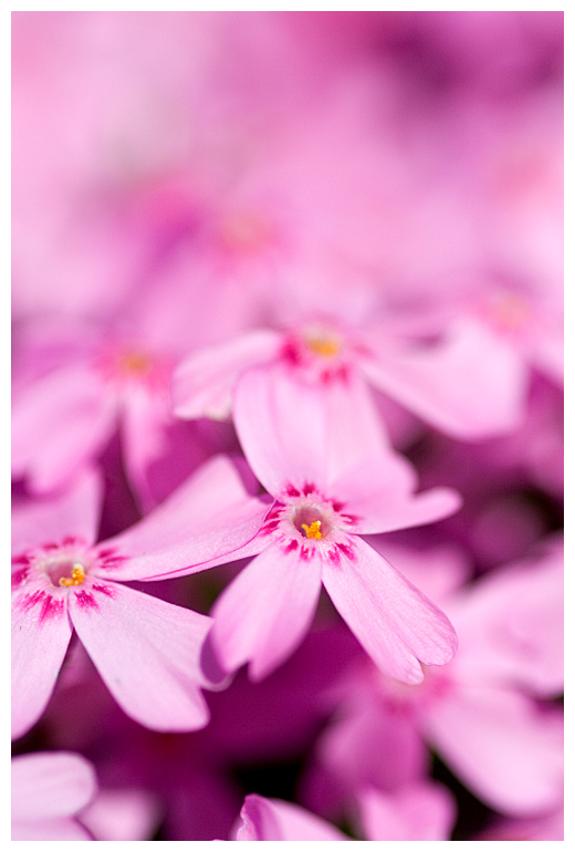 pink.jpg