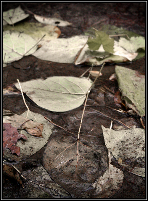 leaves.jpg
