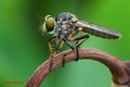 Bearded Robberfly