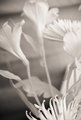 betwixt and between