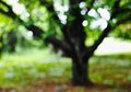Oatlands tree 1