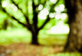 Oatlands tree 3