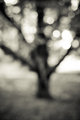 Oatlands tree 4