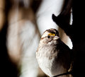 sparrow