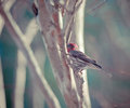 finch