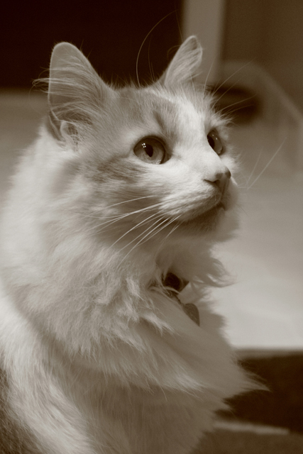 Harper sepia portrait