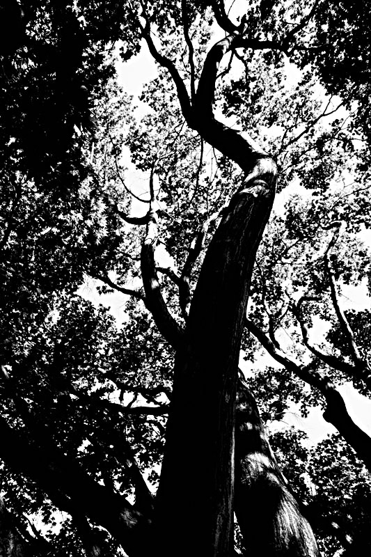 high contrast tree