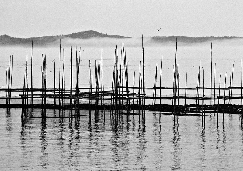 fishing weir film grain