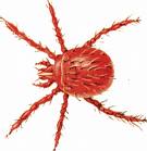 chigger.jpg