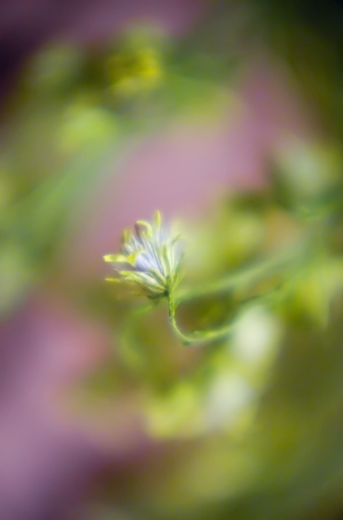 experimenting with reverse lens macro