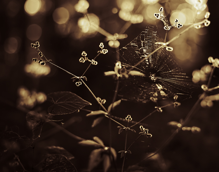 web