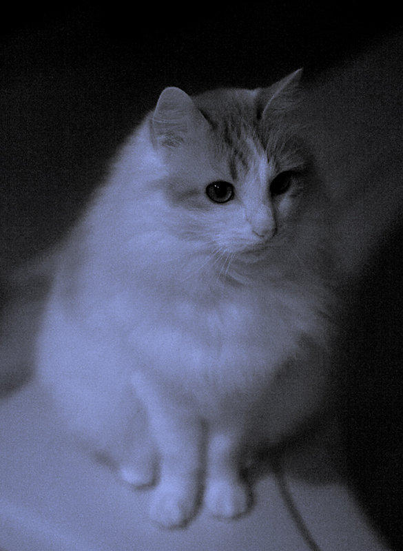 infrared cat