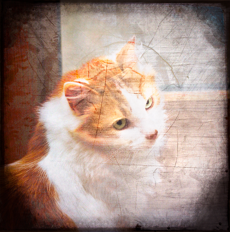 harper