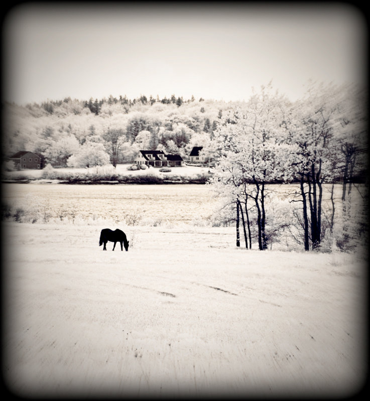 lazy graze