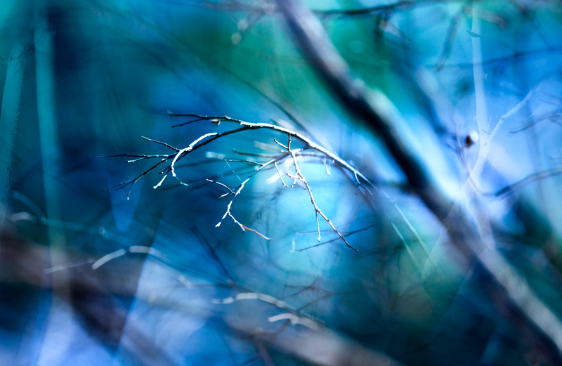 as I dream of trees