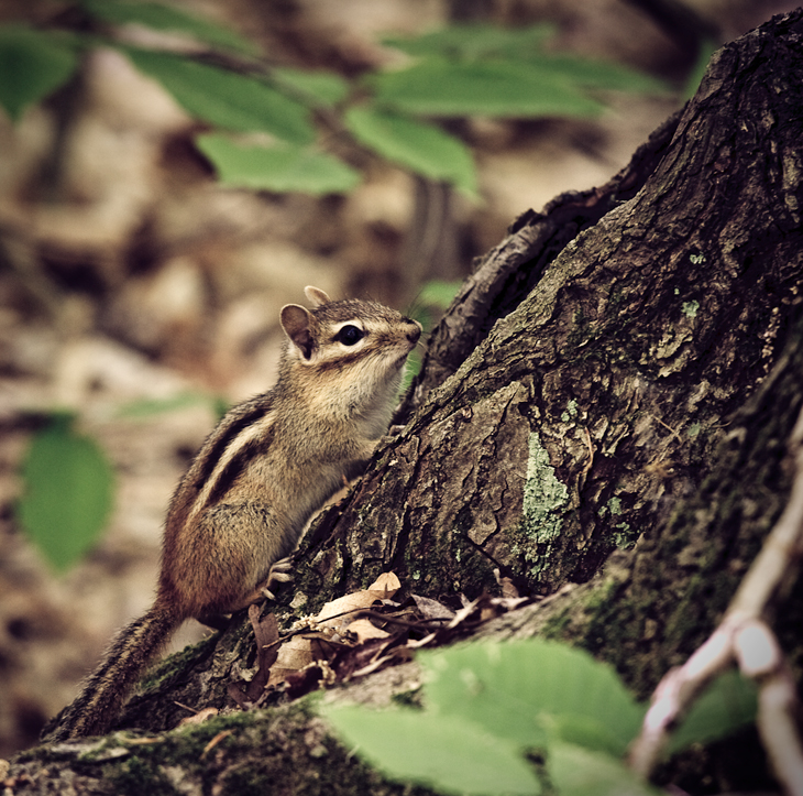 chippy!