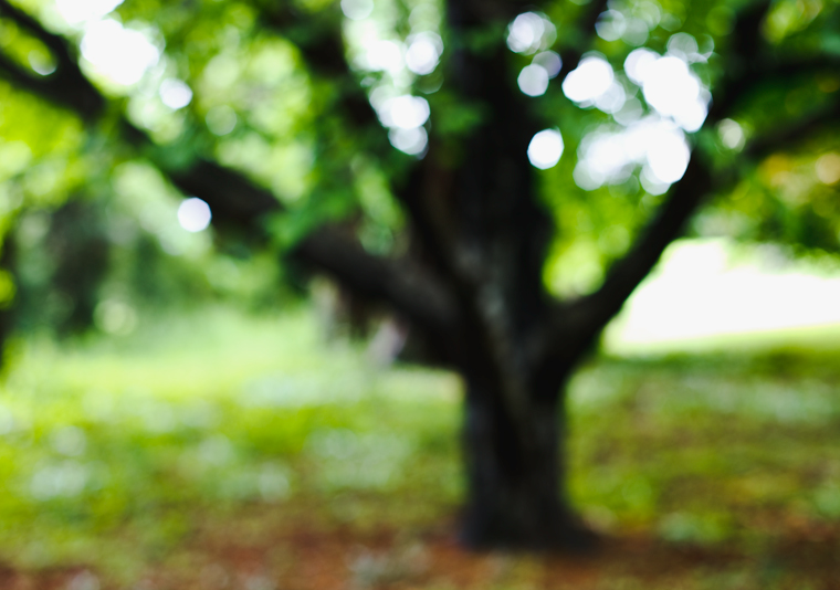 Oatlands tree 1