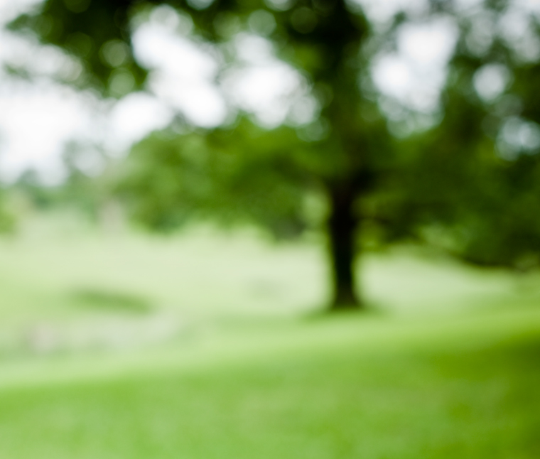 Oatlands tree 2
