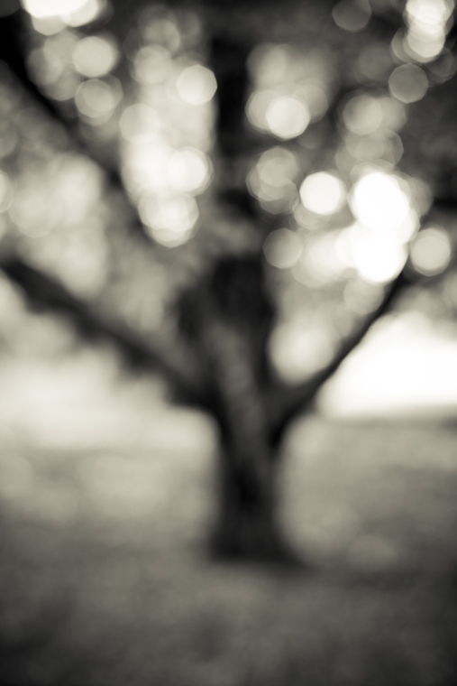 Oatlands tree 4