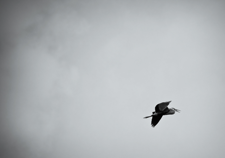 heron