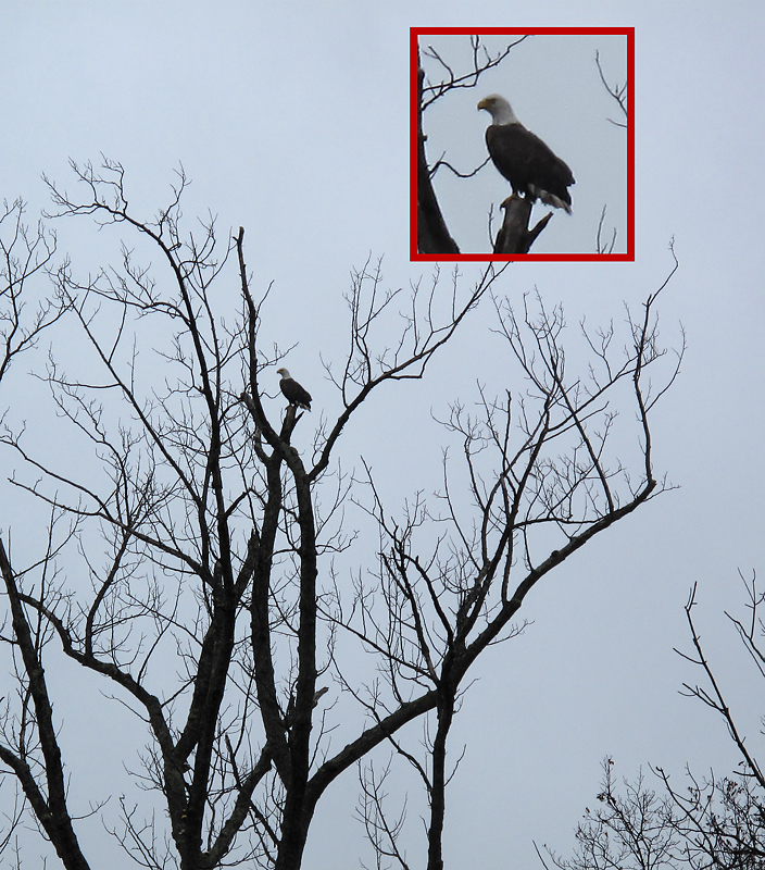 a bald eagle in Herndon