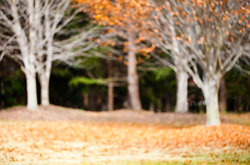 autumn dunes