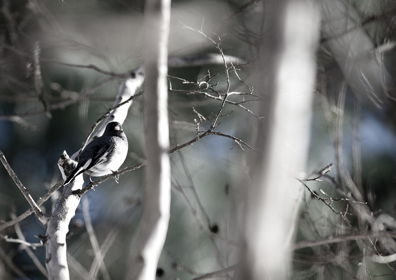 junco