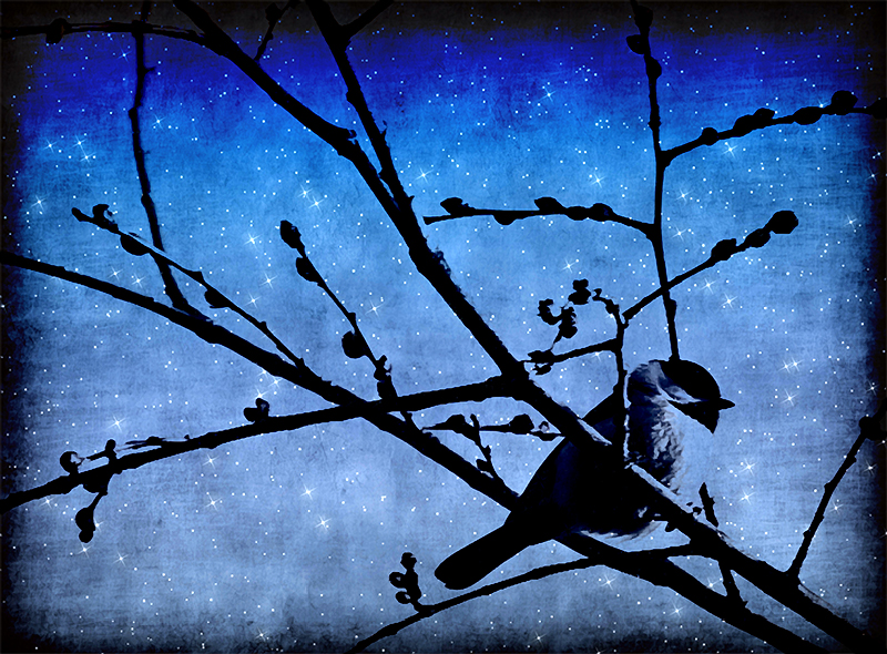 night chickadee