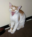 Rompy as Gene Simmons
