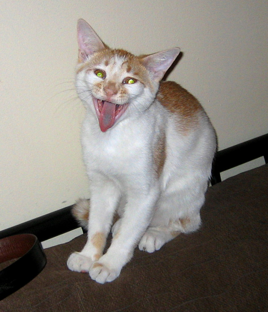 Rompy as Gene Simmons