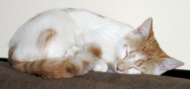 Rompy Sleepin'