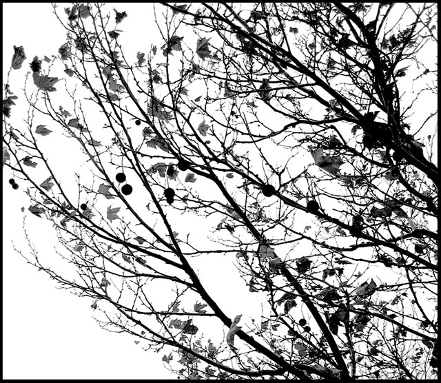 Jackson Pollock Tree