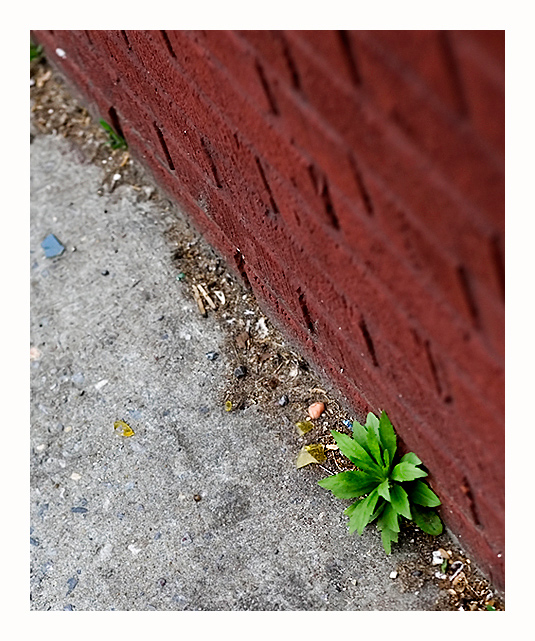 Weed
