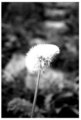 wish