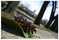 leafy corn