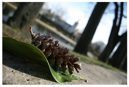 leafy corn