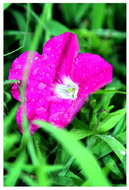 summer rain