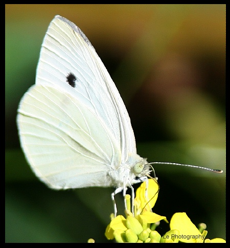 butterfly1