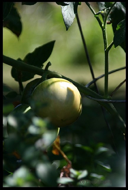 tomato