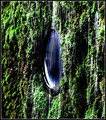 The Window