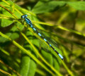 Damsel in  Blue on Green