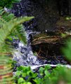 Bubbling Creek