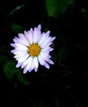 White Impressions