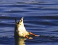 Duck Butt 1.jpg