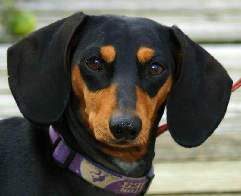 Tabitha.jpg
