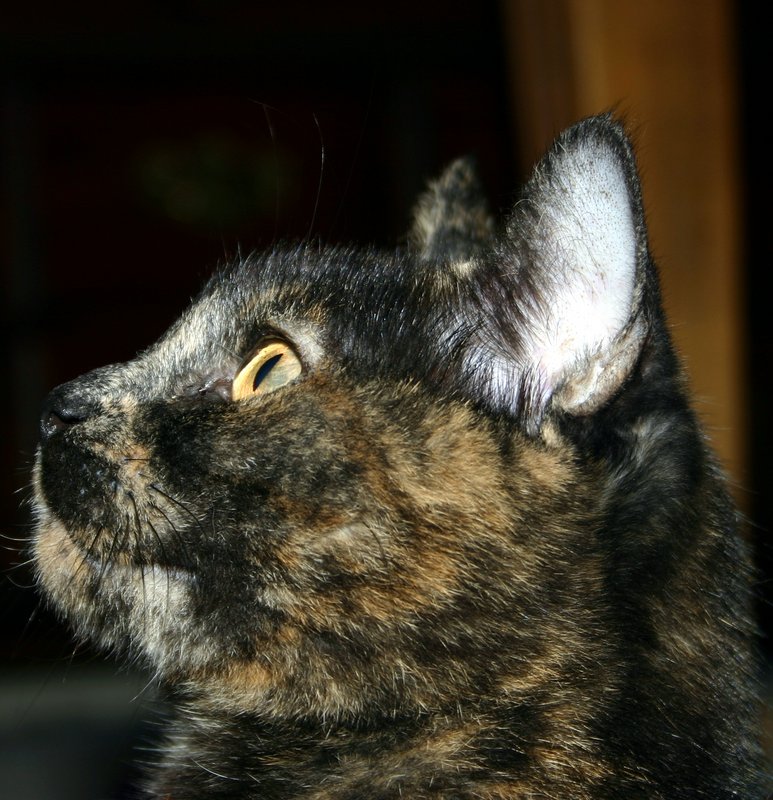 Carrie Portrait.jpg
