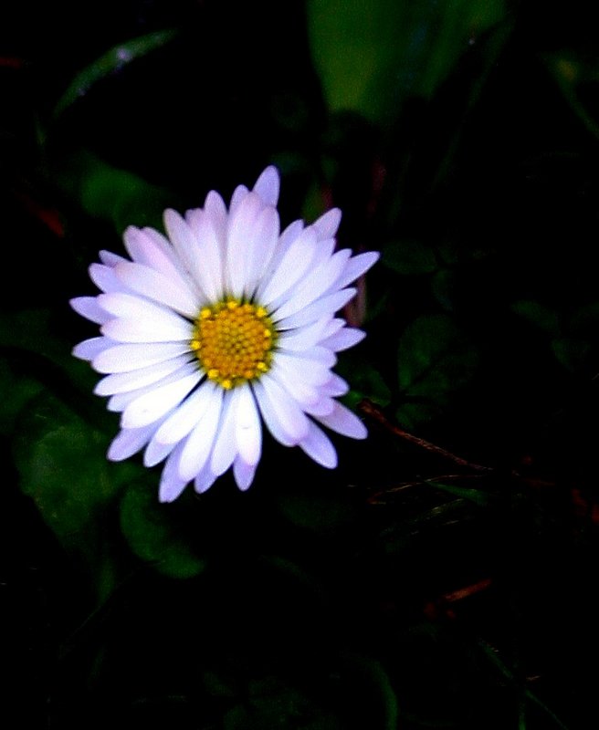 White Impressions