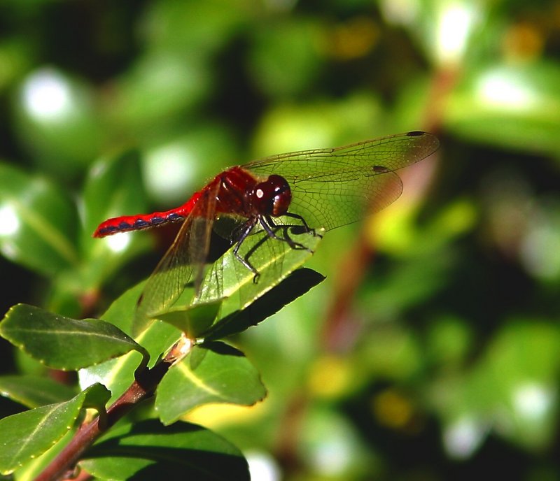 Red on Green